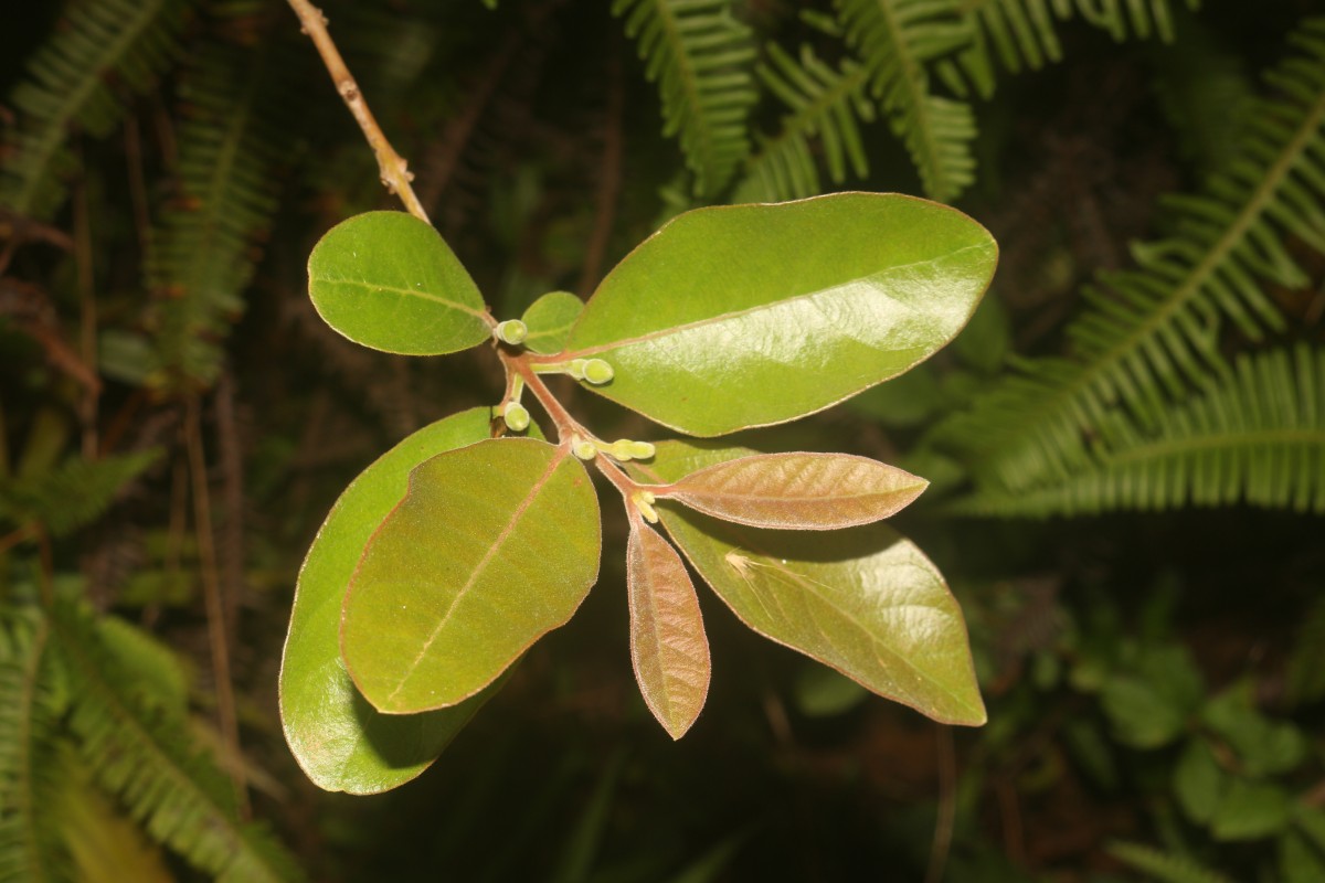 Psidium guineense Sw.